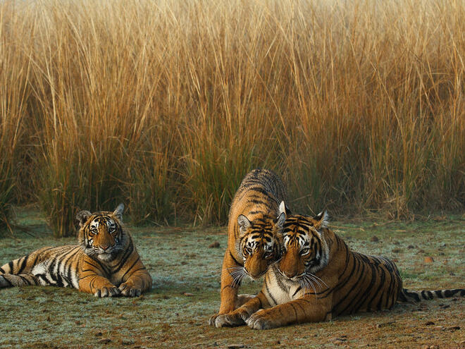 Tiger mother and cubs near tall grass
