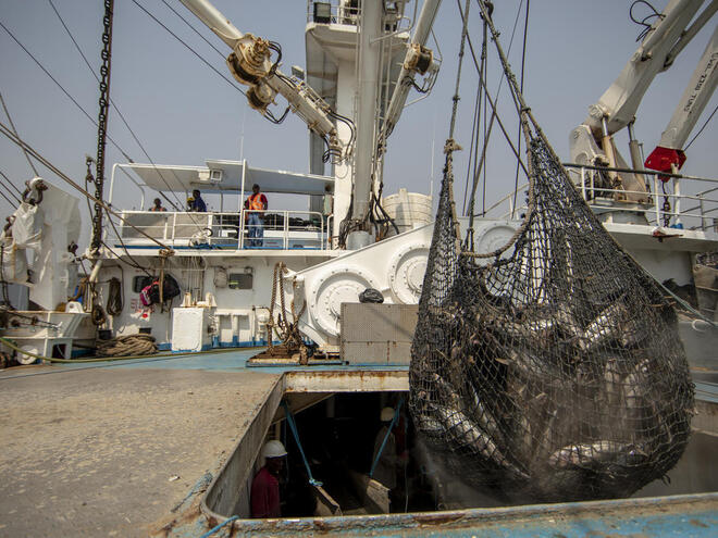 A large net full of mainly skipjack tuna hangs from a hook on a boat on a sunny day in Ghana