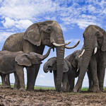 Elephant family with blue sky