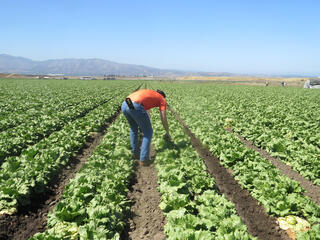 Man bending over in field of cabbages