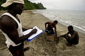 Turtletagging and monitoring in Solomon Islands.
