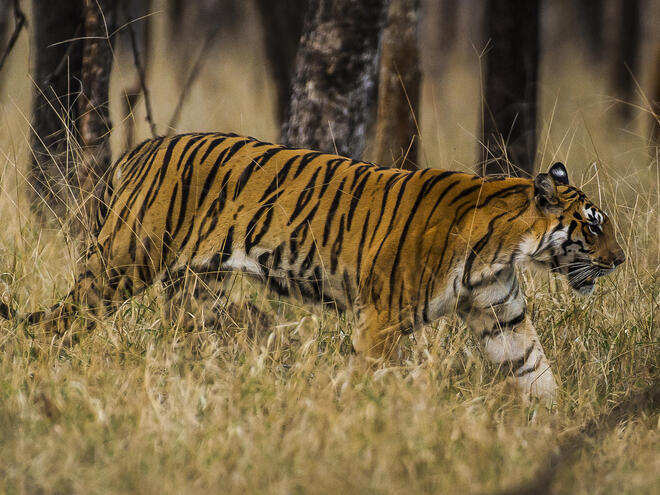 tiger walking through grass