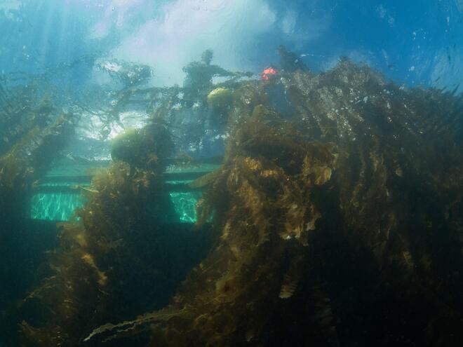 Lines of seaweed underwater as seen from above