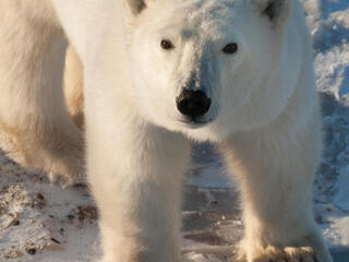 Polar bear looking at camera