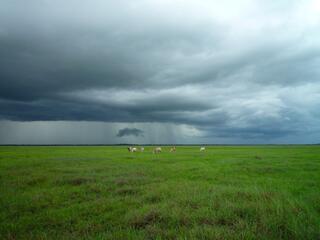 Animals on green field under stormy sky