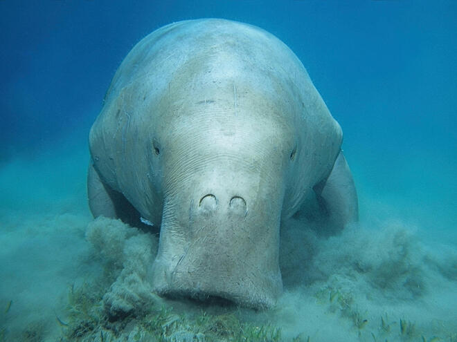 Portrait of dugong underwater
