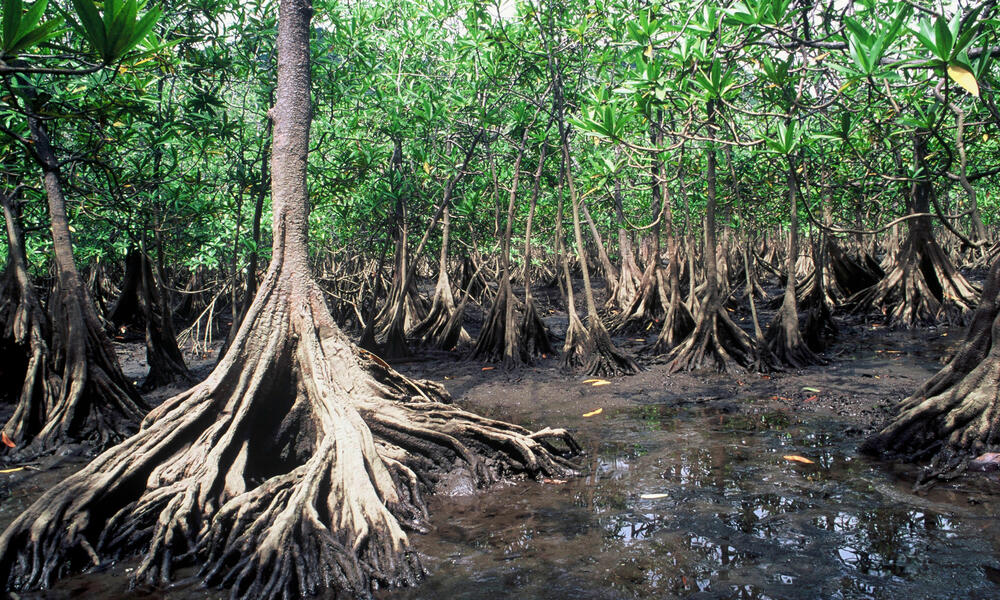 Red mangrove in Colombia.