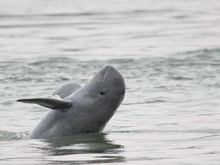 Irrawaddy river dolphin in Cambodia