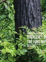 Emergency Amazon Fire Fund Report - March 2020 Brochure