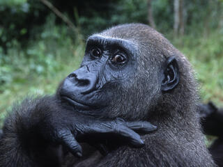 Portrait of a Western Lowland Gorilla in Gabon