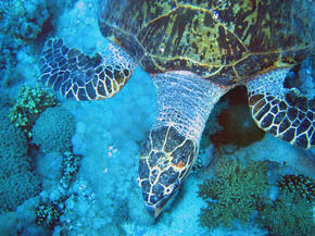 Hawksbill turtle (Eretmochelys imbricata), close-up. Coral reef, Red Sea.