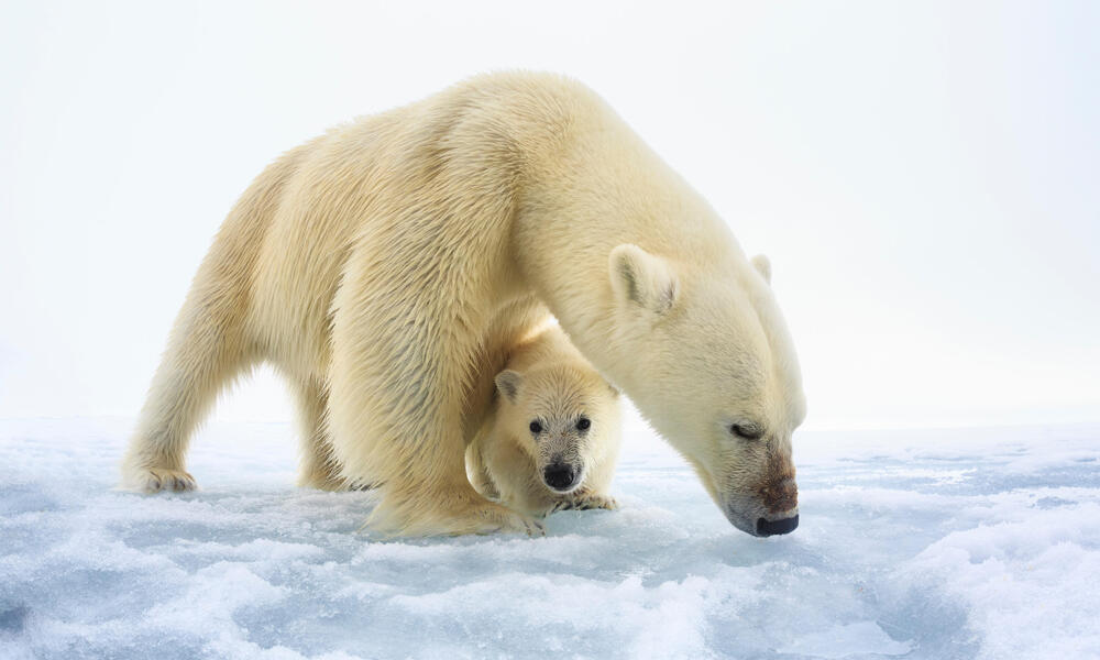 Polar bear (Ursus maritimus) female with a single young cub, only a few months old, northern Svalbard, Norway, June