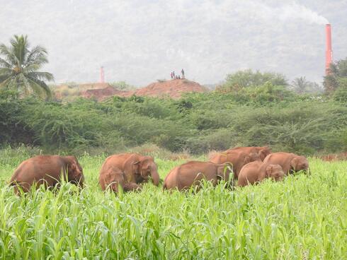 A herd of elephants eat from a field of bright green crops