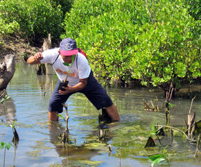 Man planting mangroves