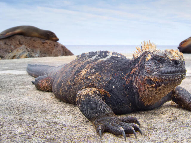 Marine iguana on a rock in Ecuador