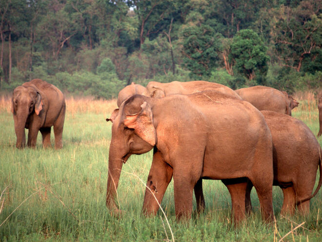 Herd of Asian elephants in Rajaji National Park, North India.