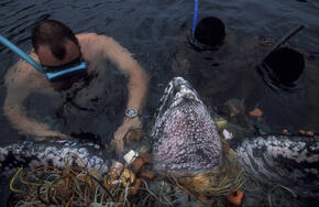 Unsuccefull attempt by a diver to rescue a Leatherback turtle (Dermochelys coriacea) caught in a net. After days of struggle, it finally drowned after resurfacing a few times. Principe, Sao Tome and Principe. (end 1999). During the reproduction season, fi