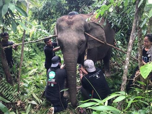 A team of conservationists working together to put a tracking collar safely on an elephant in the Malaysian forest