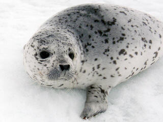 spotted seal on ice