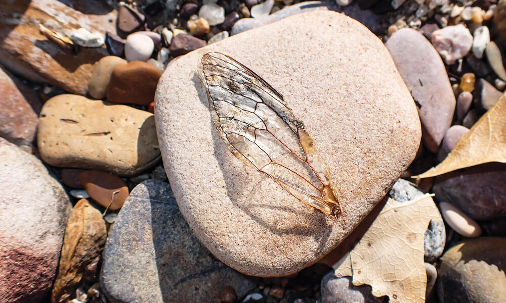 Cicada wing resting on rock