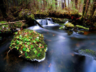 Stream in temperate forest
