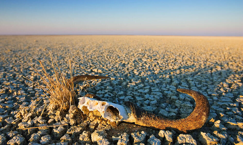  Animal skull on cracked earth, dry landscape. Namibia.