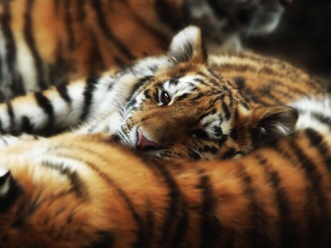 Tiger cub cuddling on its mother peers up to the camera. 