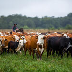 Herding cattle at El Cachepé Ranch and Wildlife refuge. La Eduvigis, Gran Chaco region, Northern Argentina.