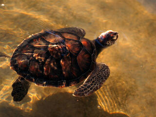 Loggerhead turtle in Mozambique