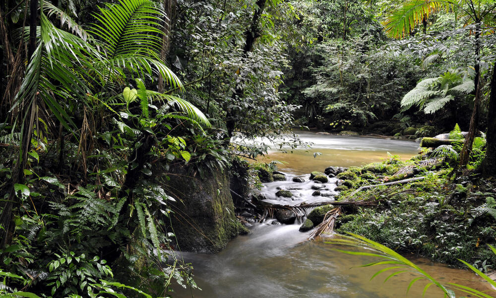 Stream of water surrounded by forest at Figueira trail, Carlos Botelho State Park, São Paulo, Brazil.