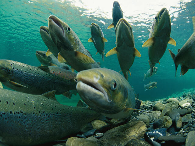 Atlantic Salmon in Canada