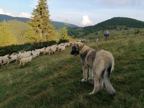 A dog looks over its shoulder as a flock of sheep move past it on a green hillside