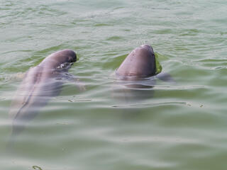 Swimming finless porpoises