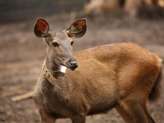 Deer with collar