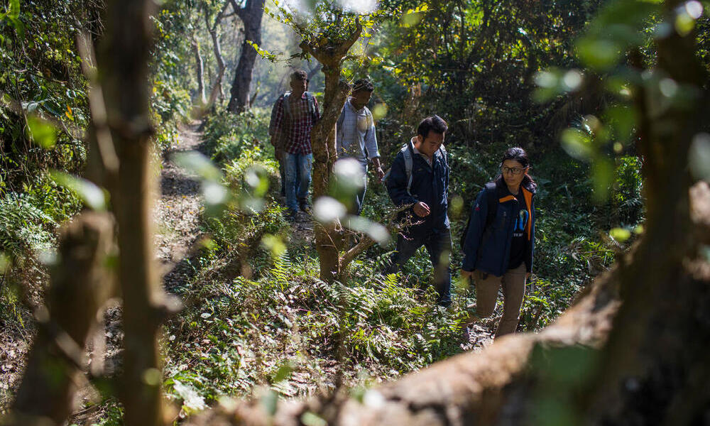 A group of citizen scientists walk through a winding path in the forest