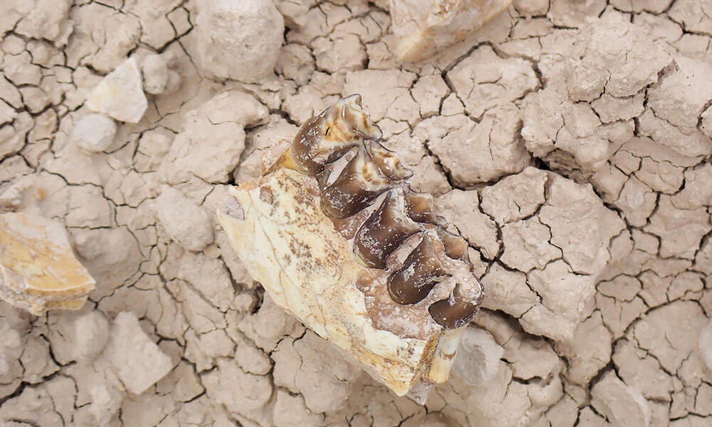 Jaw bone on dry cracked earth