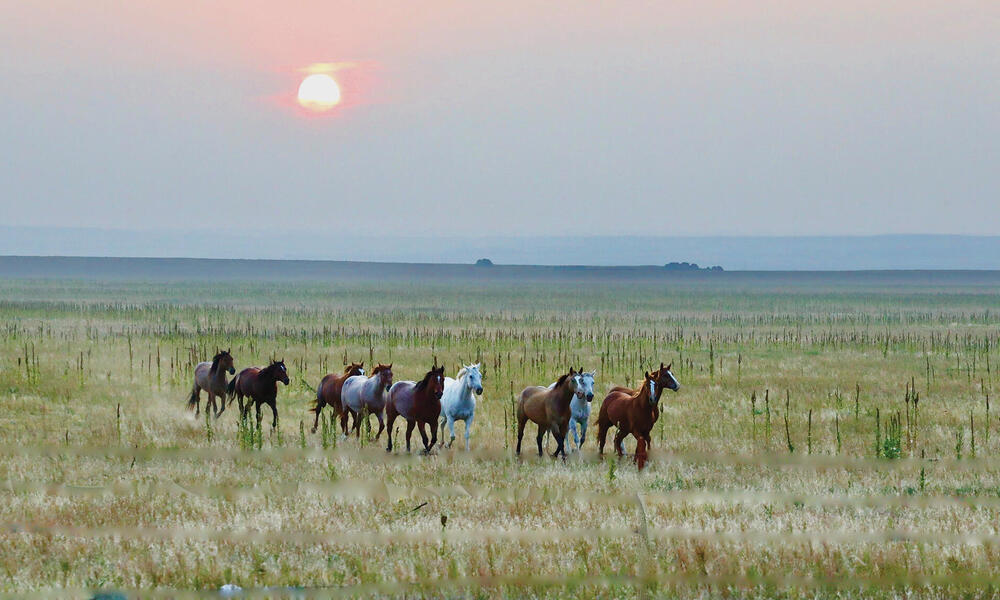 Galloping horses on the plain at sunset