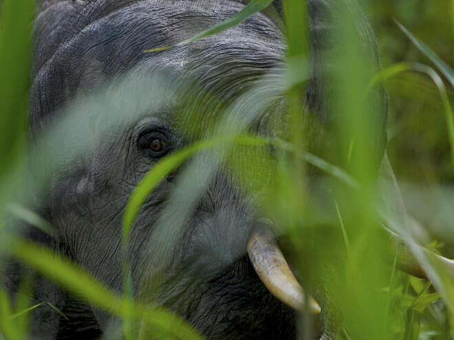 Male Borneo pygmy elephant