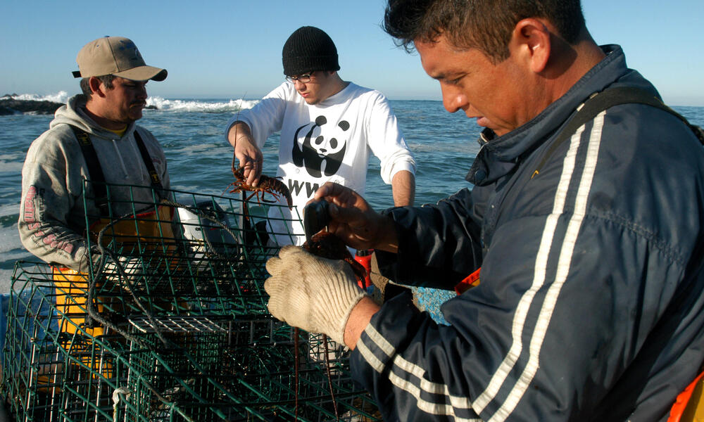 Gulf of California Lobster Fishermen