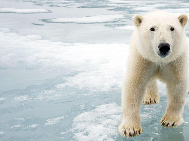 A large polar bear on sea ice faces the camera.