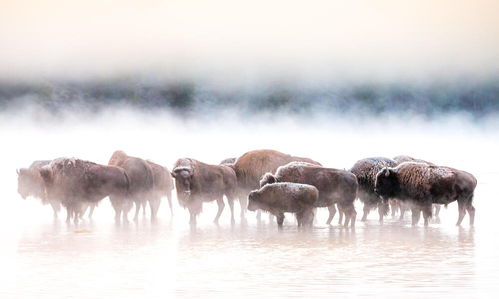 bison in fog