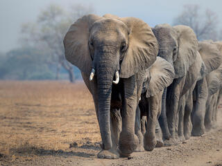 A herd of African elephants (Loxodonta africana) walking in line