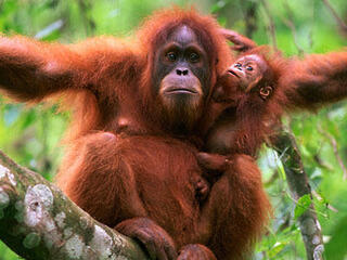 orangutan with baby