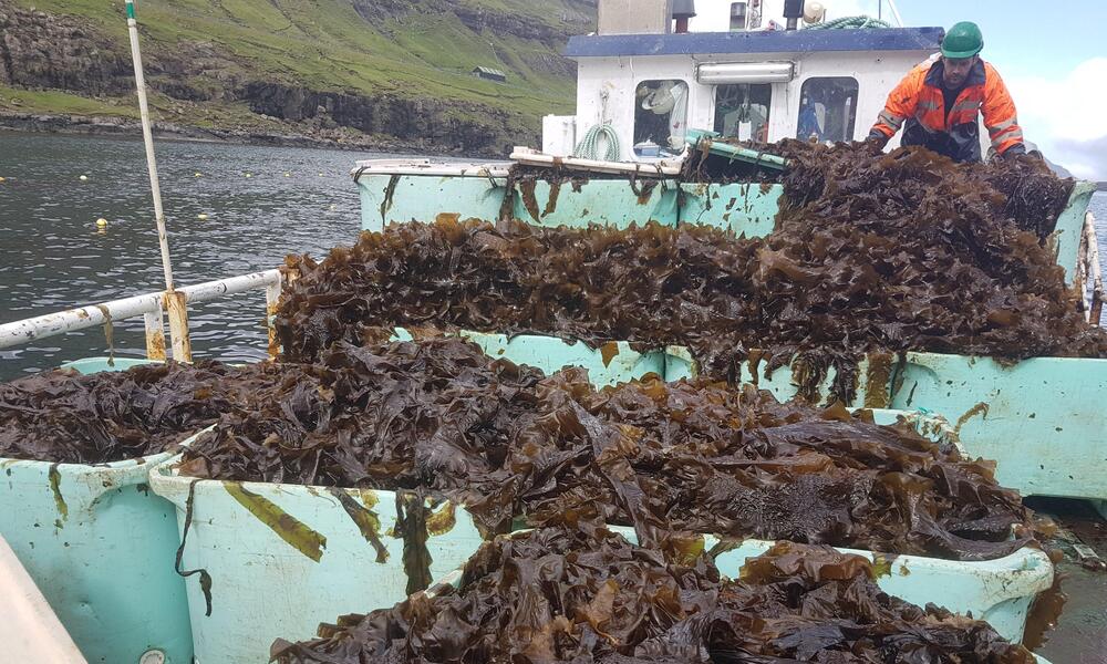 Kelp piled high on a boat in the water