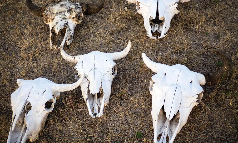Buffalo skulls