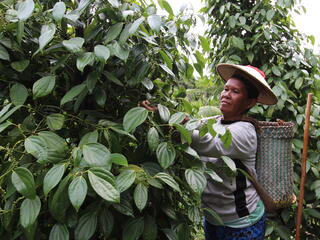 A woman in a straw hat picks pepper off of large green pepper vines