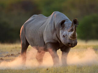 Black rhinoceros kicking up dust at sunset, Etosha National Park, Namibia
