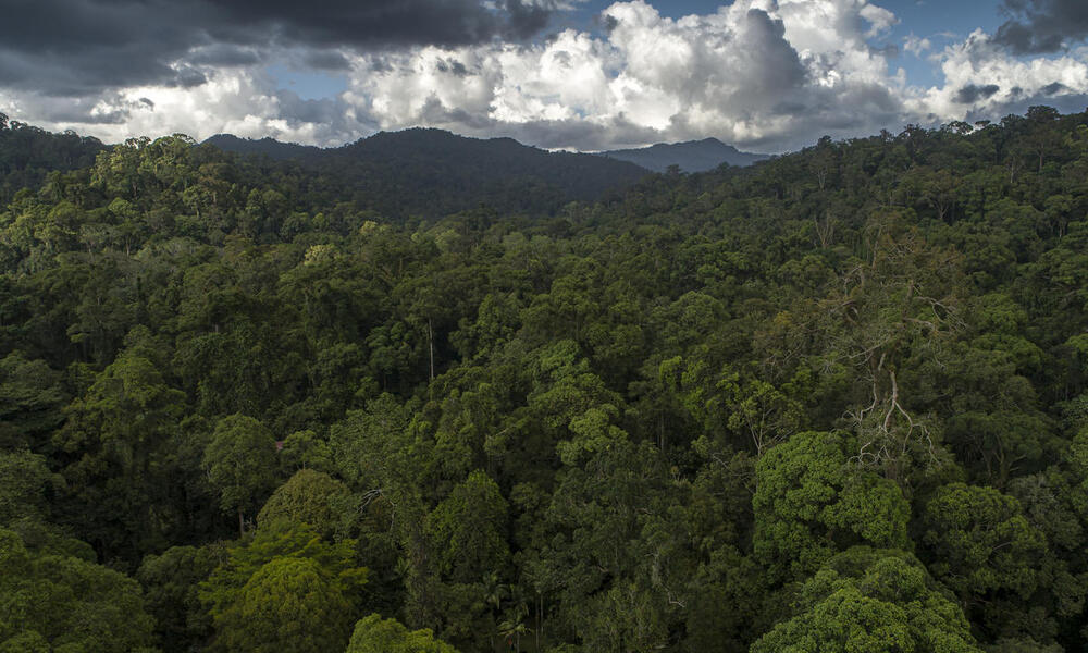 Aerial view of an expansive rainforest with mountains in the background