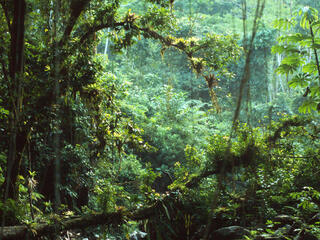 A lush green rainforest with vines hanging from the canopy