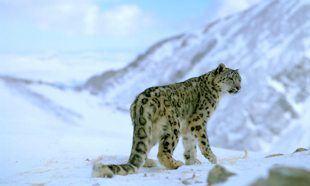 A snow leopard in snow covered mountains.